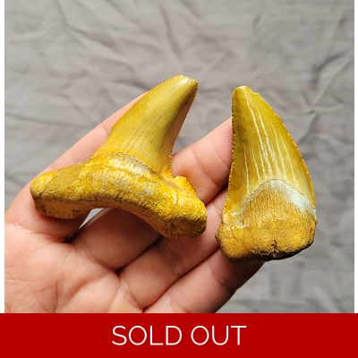 Rare Auriculatus Shark Teeth Fossil Tooth From Unusual Locality Rare Auriculatus Shark Teeth Fossil Tooth From Unusual Locality